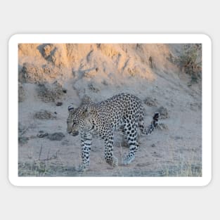 Leopard cub Sticker